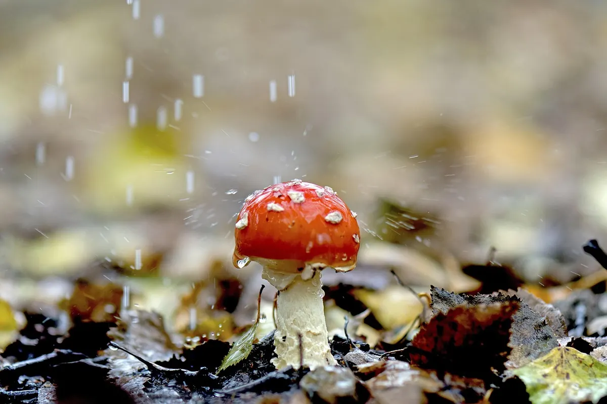How to Pitch a Tent in Wind and Rain: Step-by-Step Guide