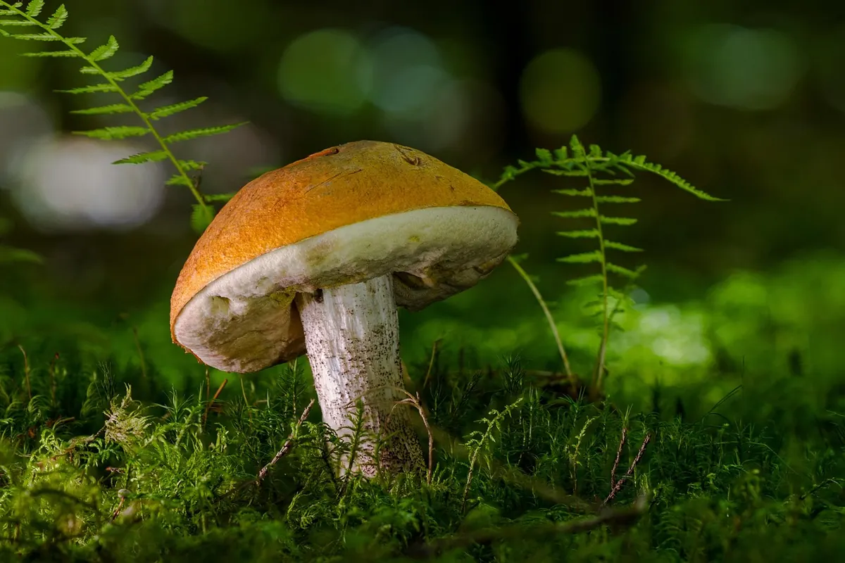 Mushroom Foraging for Beginners: Safety Rules, Tools, and Lookalikes