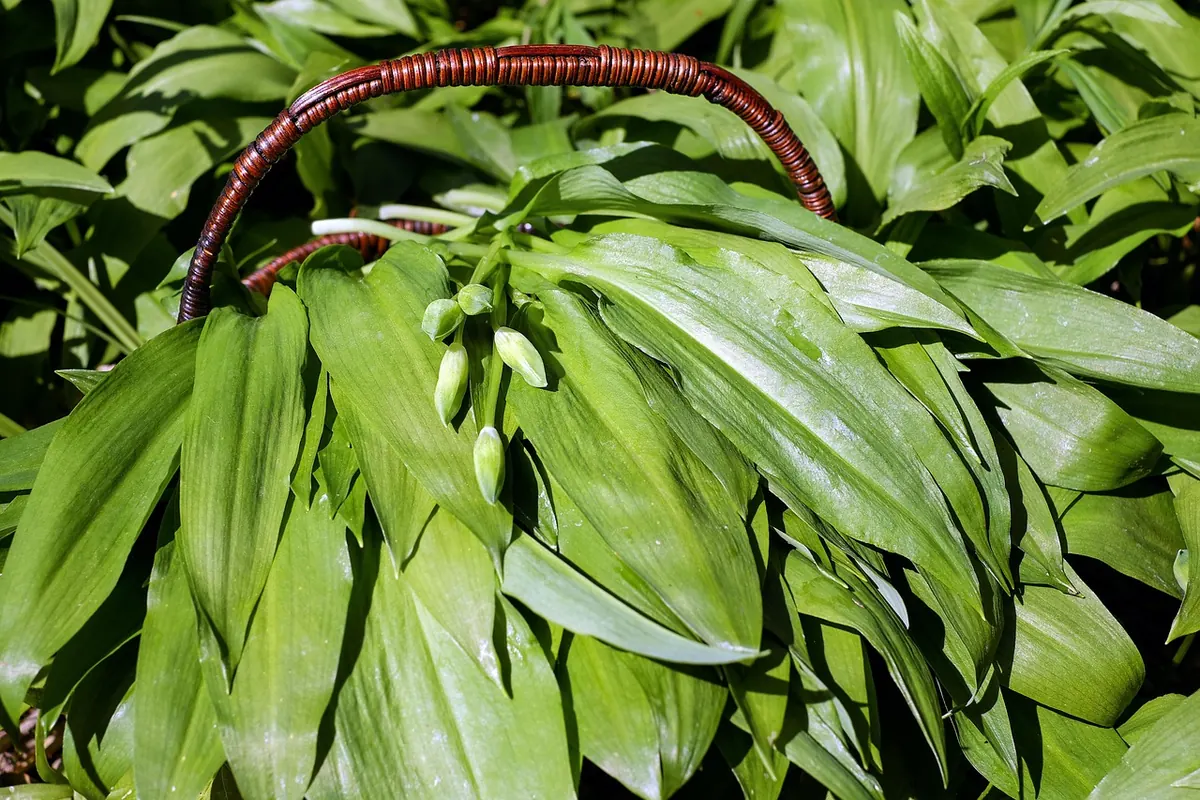 Spring Foraging Guide: 10 Safe Wild Greens and How to Identify Them